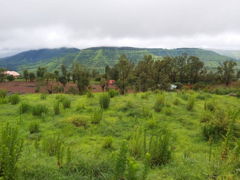 Agricultural Land for Farmhouse And Resort Development in Mahabaleshwar