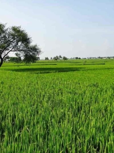Agricultural Land